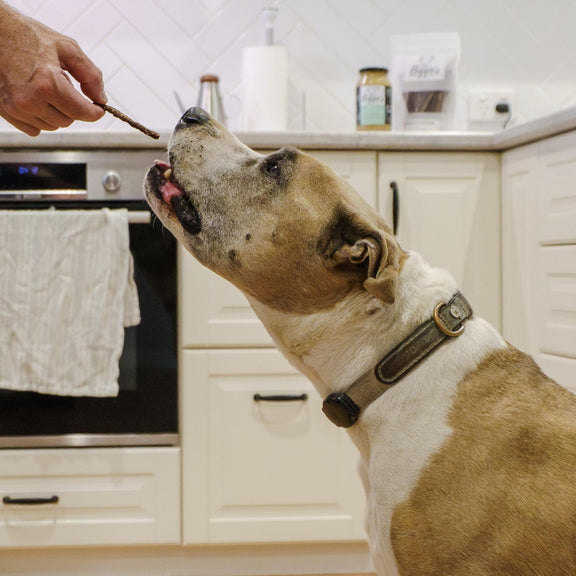 Mobility Sticks for Dogs & Cats – Joint Health & Flexibility Support ...